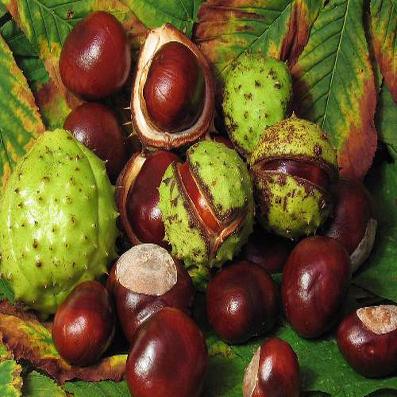 Chestnut X Lite Купить