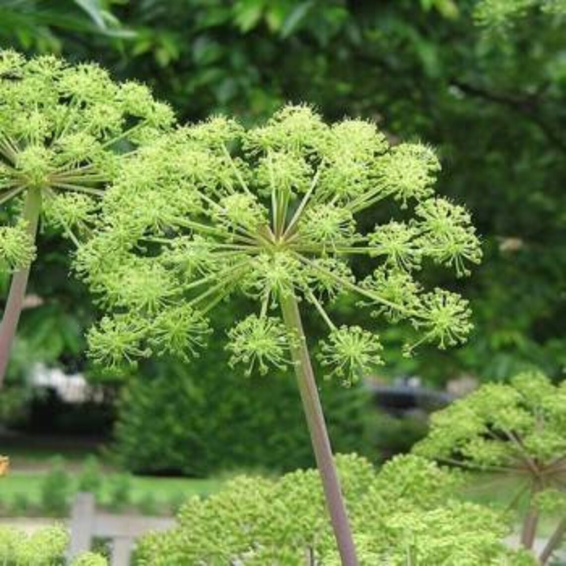 Organic Angelica Root Angelica Archangelica L. Radix Etsy