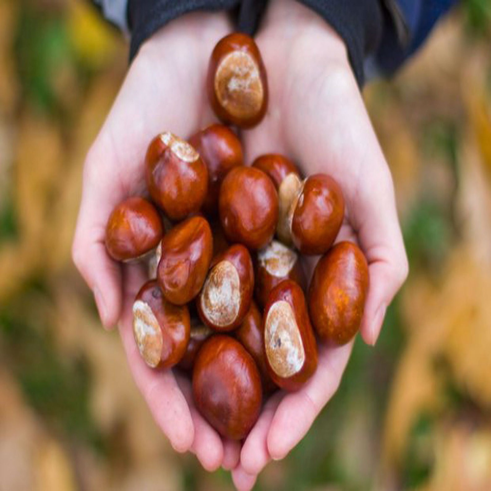 List 94+ Images what are chestnuts on horses made of Stunning