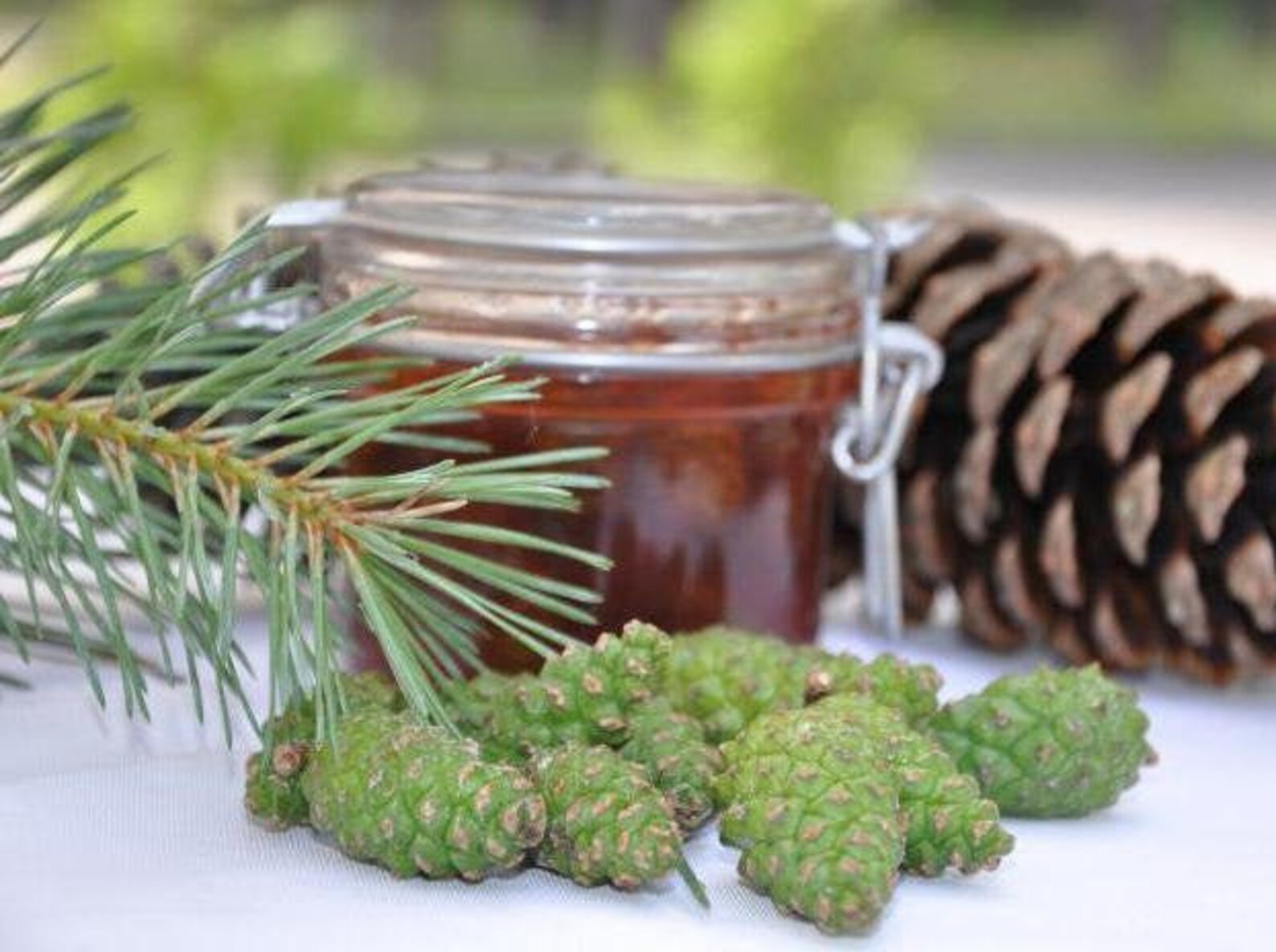 Pine Honey/Pine needle extract/Extract of pine needles and Etsy