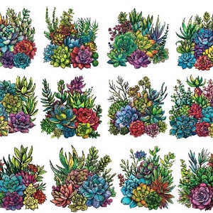 Imágenes prediseñadas suculentas de acuarela, PNG suculentas, Png suculentas coloridas, paquete de imágenes prediseñadas de suculentas, imágenes prediseñadas de plantas png