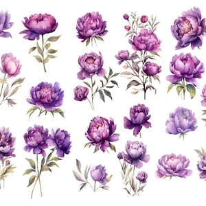 Aquarell Lila Pfingstrosen Clipart, Lila Pfingstrose Clipart Png, Aquarell Blumen PNG, Aquarell Blumen Clipart