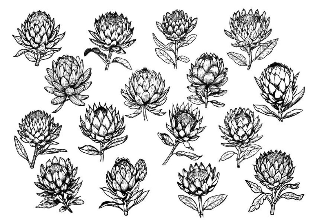 Protea Flowers Svg Protea Clipart Protea Cut Files For Cricut Protea Protea Flowers Svg Protea Clipart Protea Cut Files For Cricut Protea