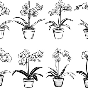 May include: Black and white line art of potted orchid plants. Each plant features a stem with multiple blooms and long, pointed leaves. The orchids are in simple, cylindrical pots, and the overall style is clean and illustrative.