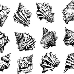 May include: A set of twelve black and white illustrations of seashells. The shells are drawn in a detailed and realistic style, with intricate patterns and textures.