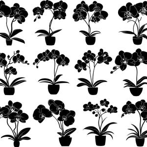 May include: A series of black and white illustrations of orchid plants. Each plant is potted in black, with detailed depictions of the flowers, stems, and leaves. The orchids vary in size and bloom arrangement, ideal for home decor or botanical art.