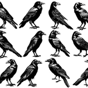 Rabe und Krähe geschnitten Datei, Rabe Rahmen, Rabe Rahmen, Rabe Rahmen, Rabe Rahmen, Vogel Rahmen, Krähe Clipart, Rabe Cricut