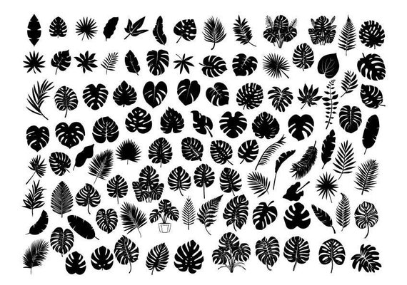 papyrus plant Little Tut Papyrus – Plant Detectives