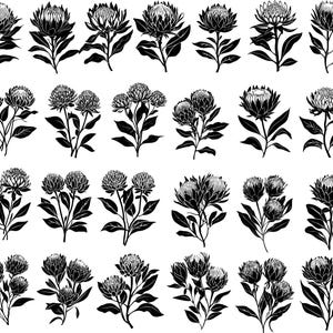 Puede incluir: Ilustración botánica en blanco y negro con varios arreglos florales. La imagen muestra representaciones detalladas de flores de protea y otras flores, con intrincados diseños de hojas y tallos. La obra de arte se presenta en un estilo limpio y minimalista.