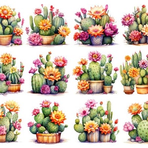 Clipart aquarelle cactus du désert, aquarelle cactus Png, fleurs succulentes Png, clipart fleurs du désert