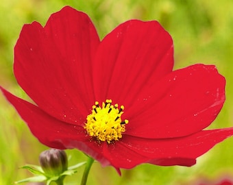 Cosmos Rubenza Flower Seeds - 'Cosmos bipinnatus' - 10 seeds