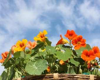 Nasturtium Jewel Of Africa Seeds - 8 Organic Flower Seed