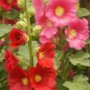 Hollyhocks Happy Lights Mixed Flower Seeds - 20 Seeds