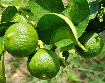 Kaffir Lime Tree 'Citrus hystrix' Tropical Plant Seeds - 10 Seeds - Indoor Houseplant or Outdoor Seeds