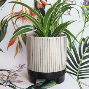 May include: A white ceramic planter with black vertical stripes and a black base. The planter has three small feet and is filled with a green and white spider plant.