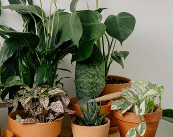 Tropical House Plant Seeds - Easy to Grow Organic Fresh Houseplant 55  Varieties - Etsy UK