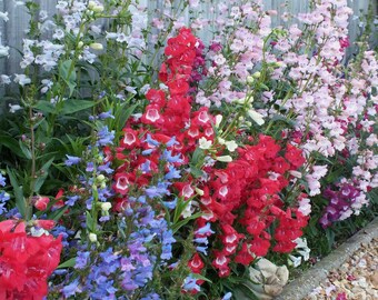 Penstemon Seeds Etsy