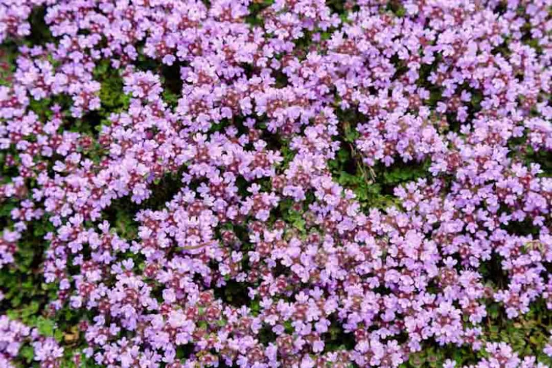 Purple Creeping Thyme Herb Vegetable Seeds Thymus Serpyllum Etsy UK