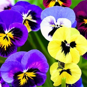 Pansy Joker Mixed Seeds - 'Viola x wittrockian' - 40 Organic Flower Seeds