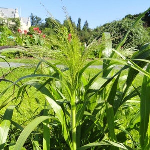 May include: A close-up of a tall green grass plant with long, thin leaves and feathery seed heads. The plant is in focus, while the background is blurred.