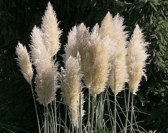 White Pampas Cortaderia Selloana Plant Ornamental Grass Seeds 100 Fresh Rare Seeds