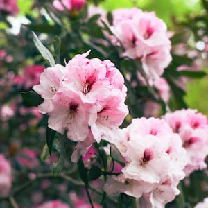 Rosebay Rhododendron Maximum Flowering Shrub 50 Fresh Rare Seeds