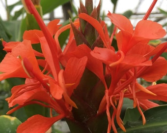 Red Butterfly Ginger Lily 'hedychium rubrum' 10 Seeds Indoor Tropical Houseplant or Garden