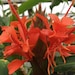 see more listings in the House Plant Seed Isle section