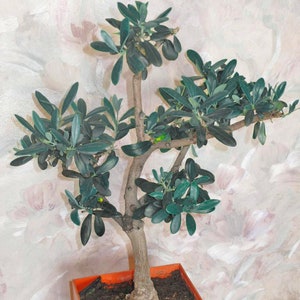 May include: A small olive tree bonsai in a terracotta pot. The tree has a thick trunk and many branches with green leaves.