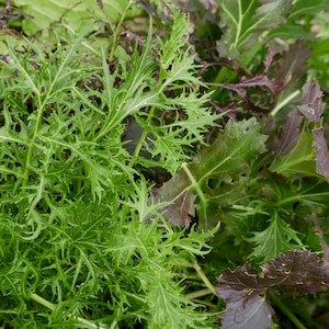 All Greens Salad Mix Vegetable Seeds 400 Organic Unusual Oriental seeds - Mizuna, Komatsuna, Tatsoi, Red Giant Mustard and Red Russian Kale