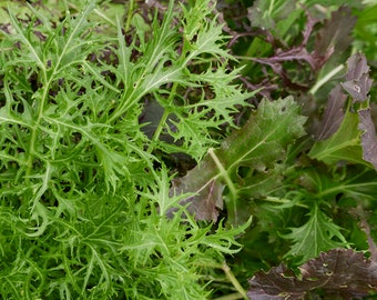 All Greens Salad Mix Vegetable Seeds 400 Organic Unusual Oriental seeds - Mizuna, Komatsuna, Tatsoi, Red Giant Mustard and Red Russian Kale