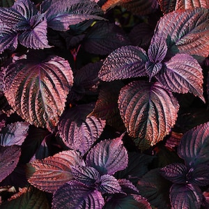 Oriental Unusual Red Perilla &#39;Shiso&#39; Baby Leaf Salad Vegetable Seeds - 650 Organic Seeds