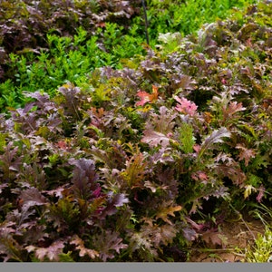 Oriental Unusual Red Mizuna Baby Leaf Salad Vegetable Seeds - 700 Seeds