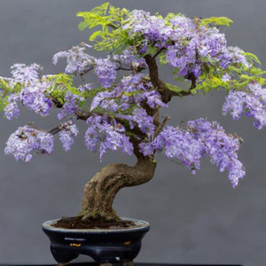 Bonsai Blue Jacaranda 'Jacaranda Mimosifolia' Houseplant Seeds Tropical Indoor House Plant 10 Fresh Rare Seeds Easy to Grow image 1