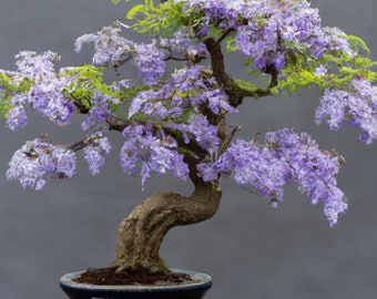 Bonsai Blue Jacaranda 'Jacaranda Mimosifolia' Houseplant Seeds - Tropical Indoor House Plant - 10 Fresh Rare Seeds Easy to Grow