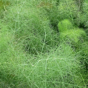 Dill Herb Seeds Anethum graveolens Variety - Approximately 900 Organic Seeds