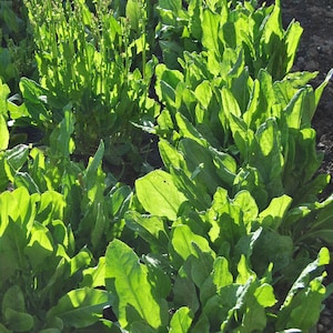 Sorrel Broad Leaved Seeds - &#39;Rumex acetosa&#39; - 1000 Perennial Seeds