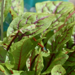 Oriental & Unusual Red Veined Sorrel Baby Leaf Salad Seeds 500 seeds approx.