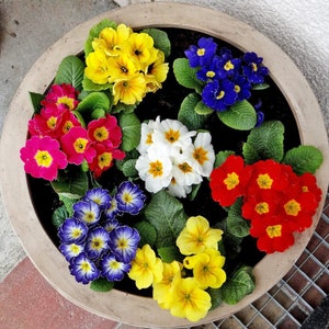 Primrose Acaulis Mixed Seeds - Easy to Grow - 30 Seeds