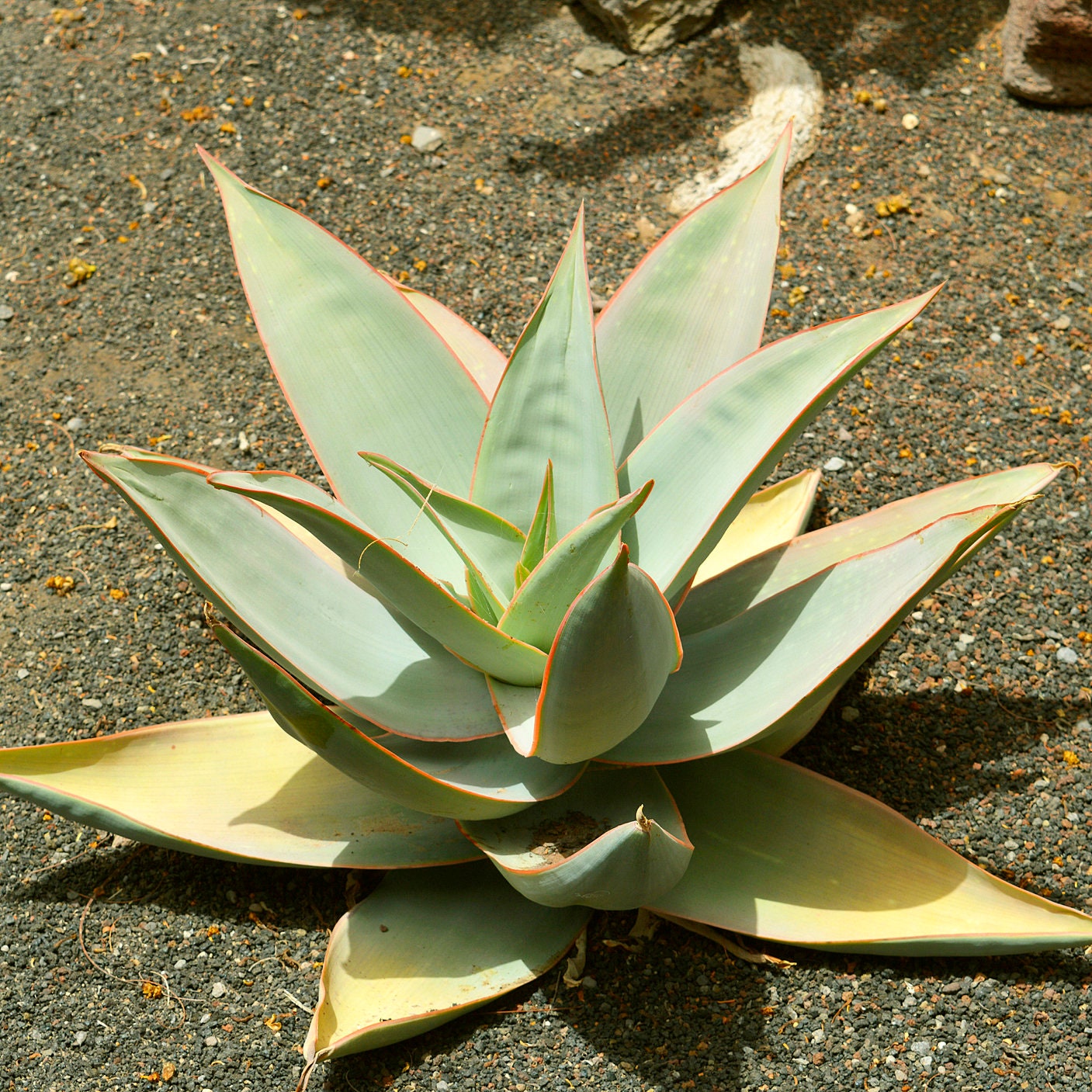 Graines D'Aloe Striata - Lot De 25 Graines Succulentes, Plante Bleu-vert à Liseré Rose, Idéal Pour Jardin Ou Intérieur