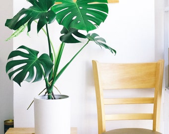 Monstera Deliciosa Swiss Cheese Houseplant Seeds - Tropical Indoor - 10 Fresh Rare Seeds Easy to Grow