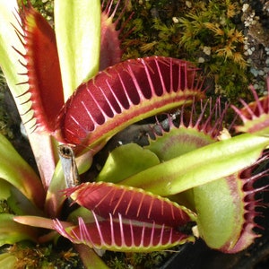 May include: Close-up of a Venus flytrap plant with multiple red and green traps. The traps are open and have sharp teeth around the edges.
