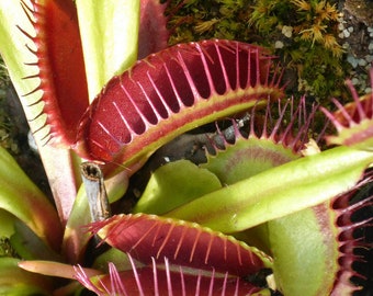 Venus Flytrap Rare Giant Species Mix Carnivorous Houseplant Seeds - 5 Fresh Rare Seeds