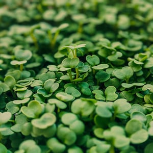 Broccoli Microgreens Sprouting Seeds - Easy & Quick to Grow Just 6 Days until Harvest 3000 Organic seeds