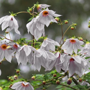 Weeping Dahlia Tree 'Campanulata' 5 Seeds Potted Patio or Outdoor Plant Seeds