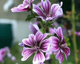 Malva Sylvestris Zebrina Zebra Mallow Flower Seeds - 25 Perennial Flowers Seeds