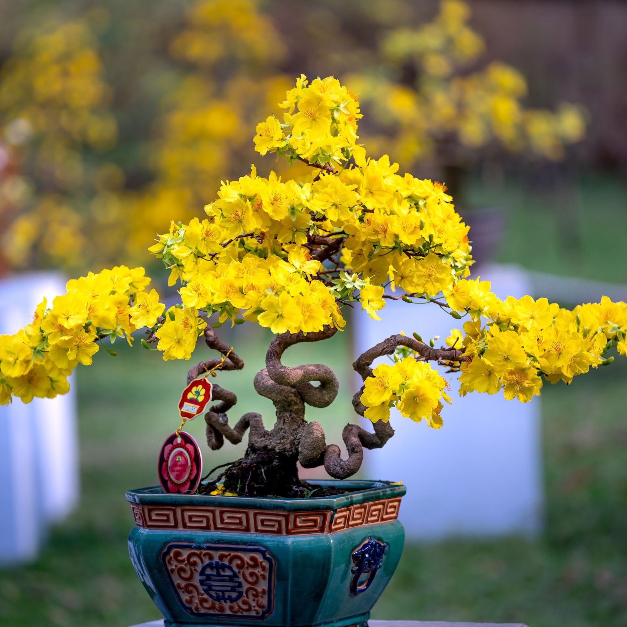 Nanmu Plant - Etsy UK