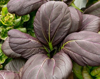 Red Lady Pak Choi Vegetable Seeds - Approx. 400 Organic seeds - Baby Leaf Salad Leaves or Stir Fries for Older Leaves