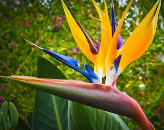 Bird of Paradise Mandela's Gold Tropical House Plant 8 Rare Houseplant Seeds