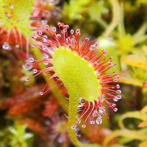 May include: Close-up of a carnivorous sundew plant with red tentacles and glistening droplets of dew. The plant has a green, rounded leaf with a long, thin stem.